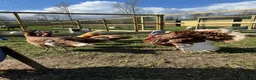 Turkeys poultry for sale: Bourbon red turkey poults  in Colchester - Advert 2