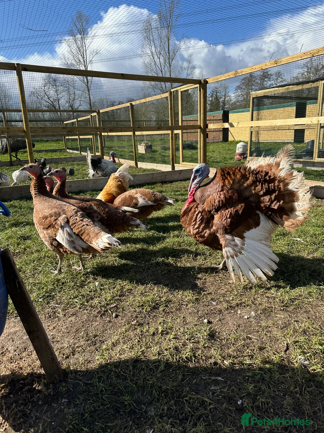 Turkeys poultry for sale: Bourbon red turkey poults  in Colchester - Advert 2