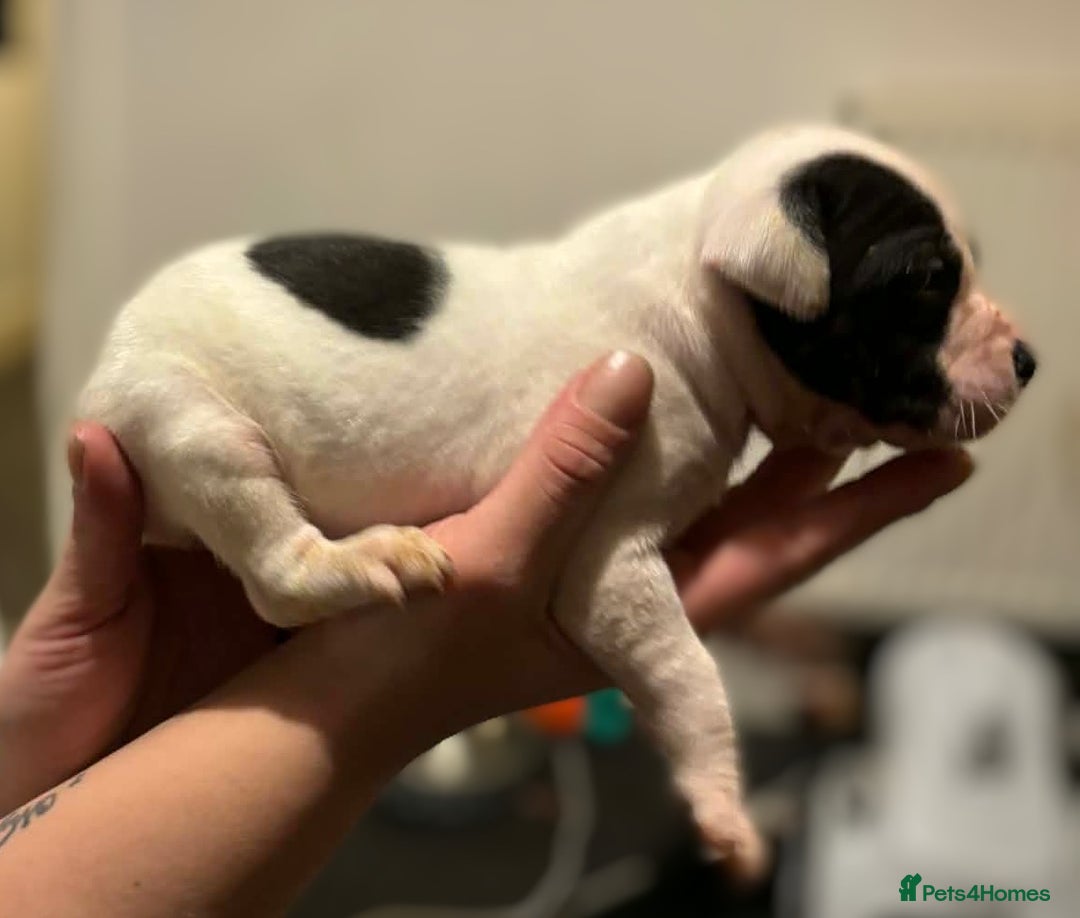 Mixed Breed dogs for sale: Bull cross staffy pups  - Advert 10