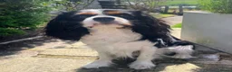 Cavalier King Charles Spaniel dogs for stud: KC registered Tri stud duties only - Advert 4