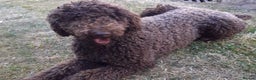Labradoodle dogs for stud: PROVEN Healthy Labradoodle STUD - Hypoallergenic  - Advert 4