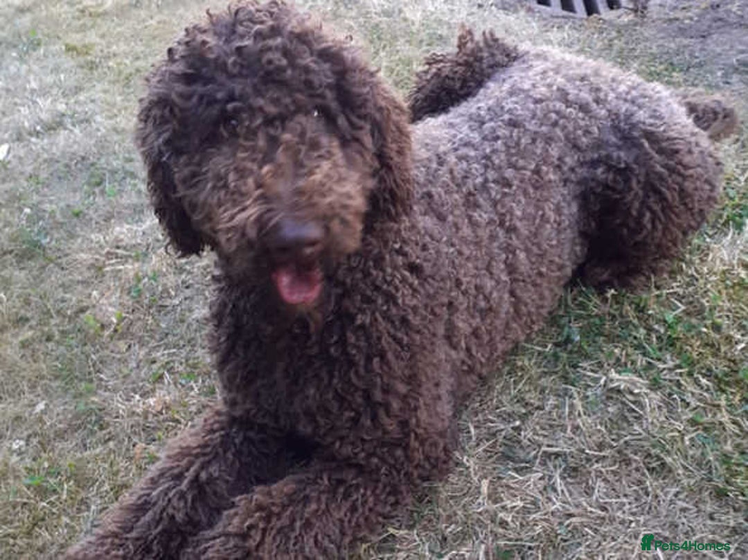 Labradoodle dogs for stud: PROVEN Healthy Labradoodle STUD - Hypoallergenic  - Image 4