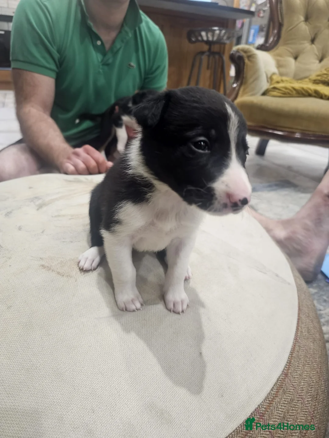 Mixed Breed dogs for sale: Huntaway x Collie X New Zealand Collie - Advert 5