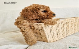 Cavapoo dogs for sale: Adorable F1b Cavapoo Puppies Ready 15th November - Image 24