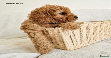 Cavapoo dogs - Advert 15