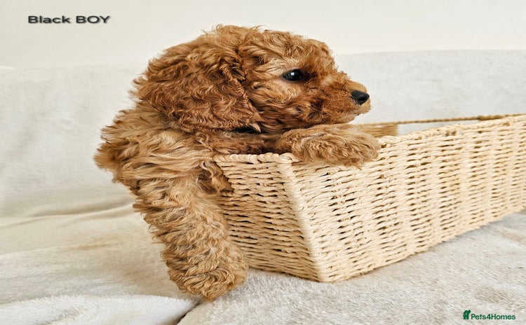 Cavapoo dogs F1B Cavapoo 1 BOY LEFT Ready Now - Advert 7