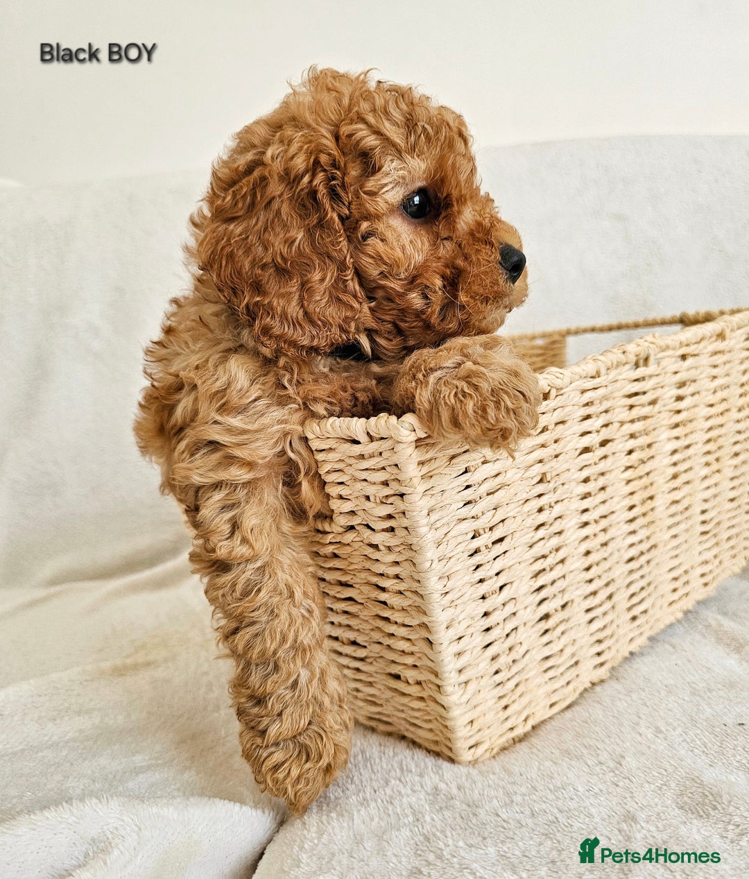 Cavapoo dogs for sale: Adorable F1b Cavapoo Puppies Ready 15th November - Image 24