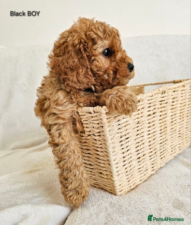 Cavapoo dogs F1B Cavapoo 1 BOY LEFT Ready Now - Advert 7