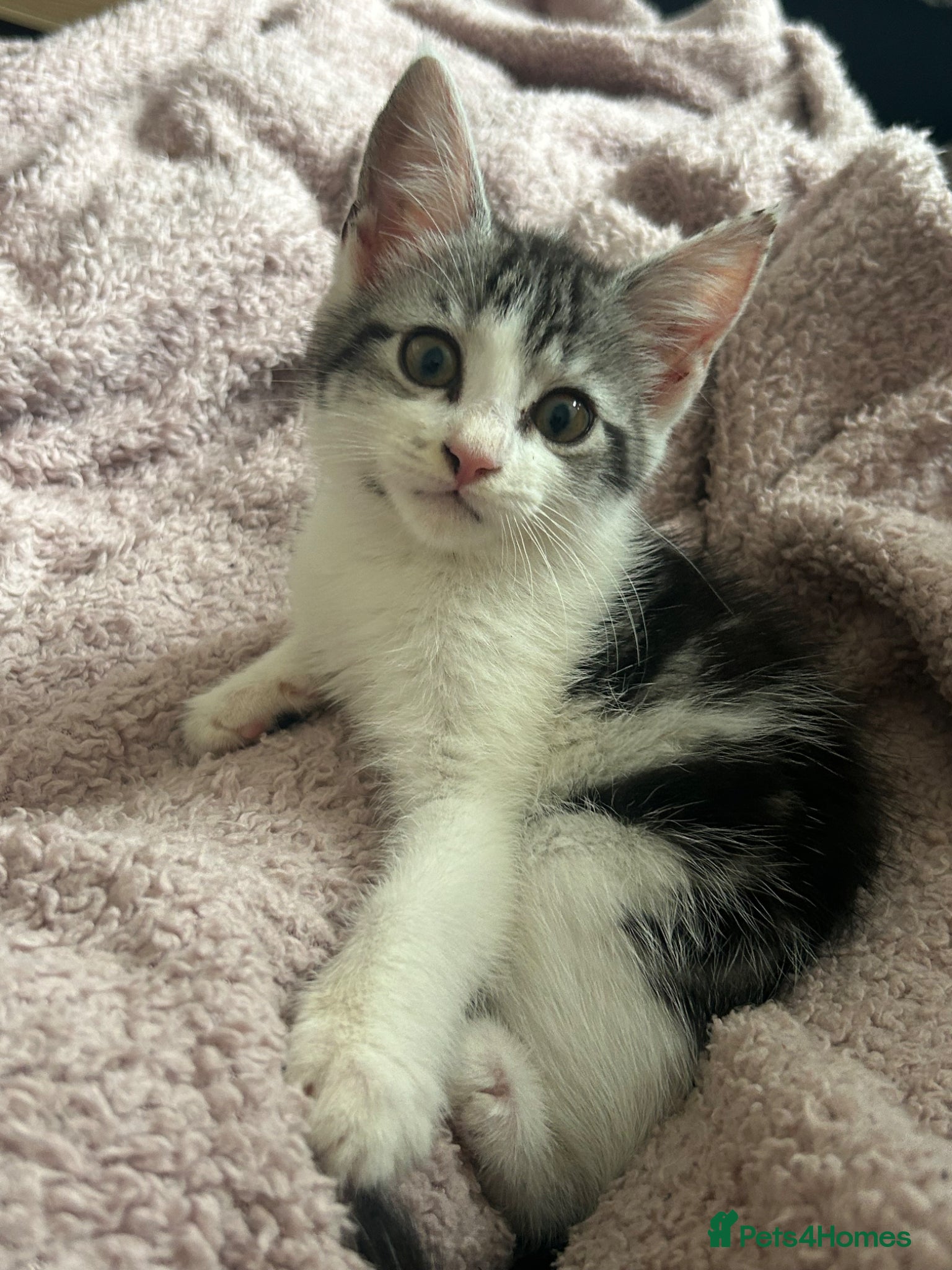Maine Coon cats  Maine coone kittens (reduced) - Advert 15
