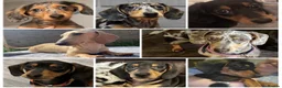 Miniature Dachshund dogs for stud: Harry’s Lad , True miniature    - Advert 5