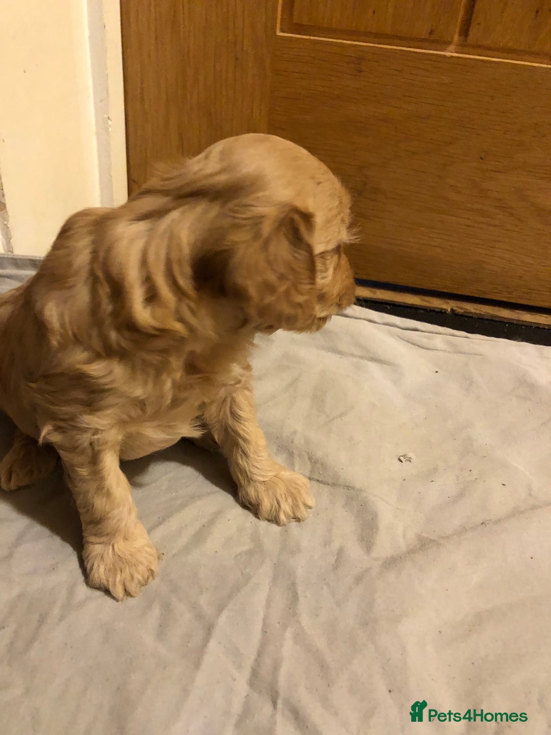 Cockapoo dogs for sale: Cockapoo puppies  - Advert 12