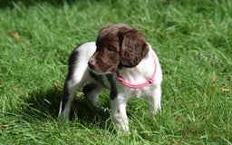English Springer Spaniel dogs for sale: English springer spaniels  - Image 15