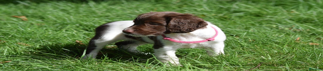 English Springer Spaniel Puppy 5