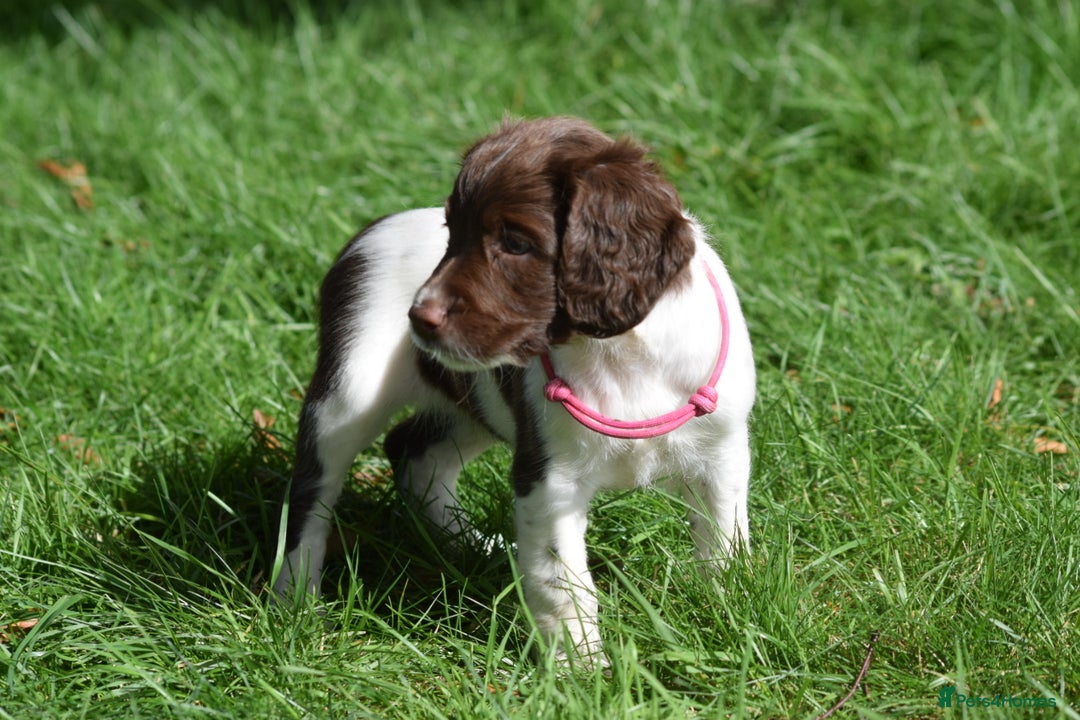 English Springer Spaniel dogs for sale: English springer spaniels  - Image 15