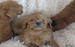 Cockapoo dogs for sale: Cockapoo Puppies PRA UNAFFECTED  - Image 4