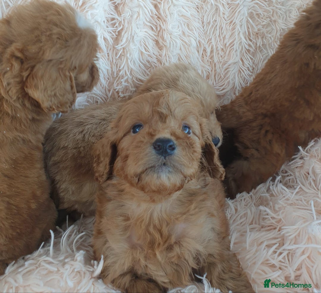 Cockapoo dogs for sale: Cockapoo Puppies PRA UNAFFECTED  - Image 4