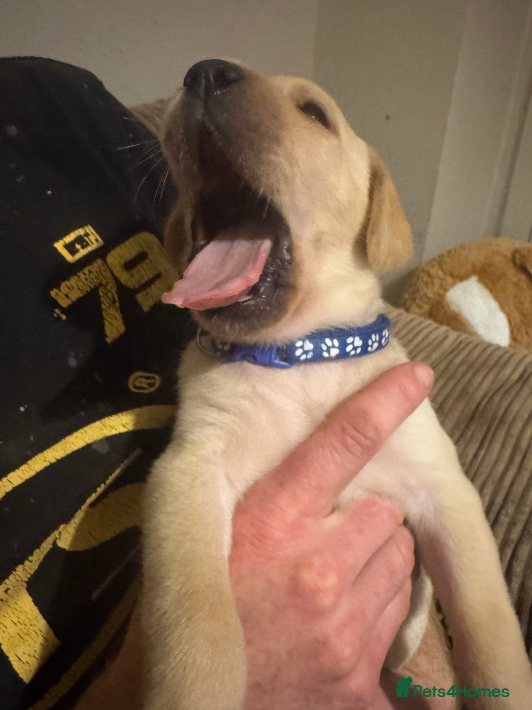 Labrador Retriever dogs for sale: Golden boy - Image 3