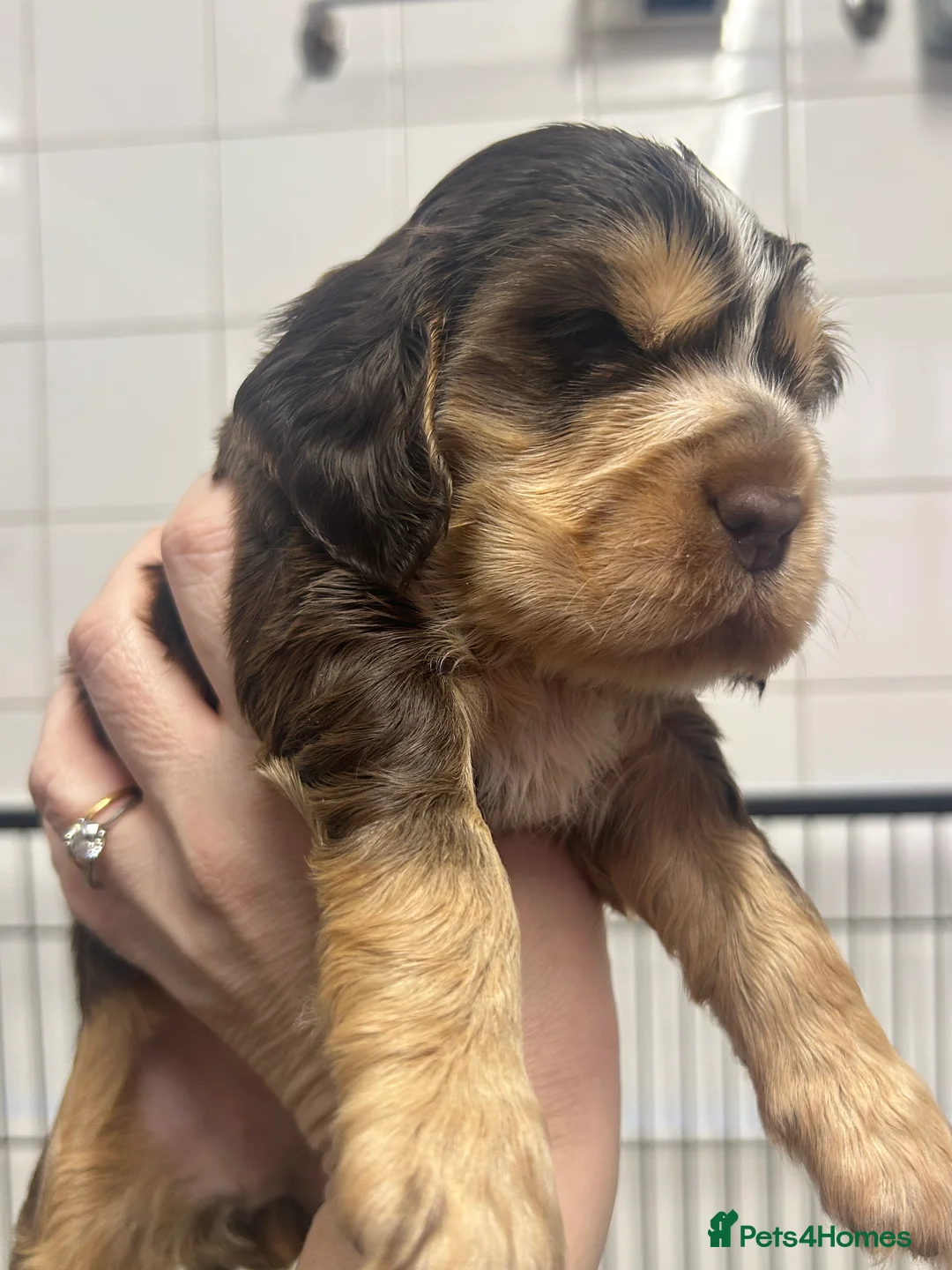 Cocker Spaniel dogs for sale: Cocker Spaniel Show Type Pups KC registered  - Advert 2
