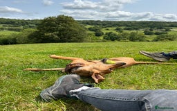 Mixed Breed dogs for sale: Mara - Doberman X Lurcher 7 month old girl - Image 22