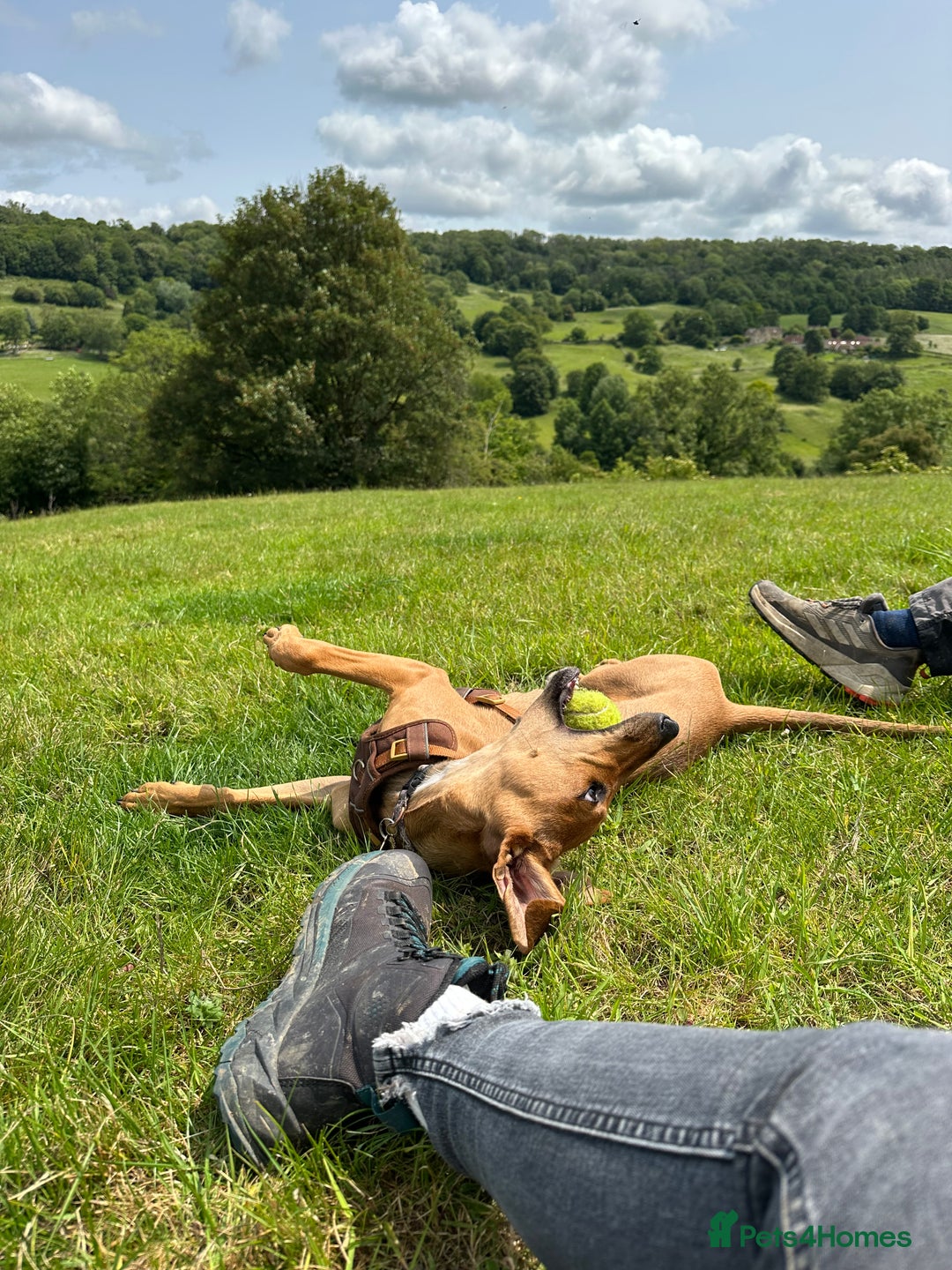 Mixed Breed dogs for sale: Mara - Doberman X Lurcher 7 month old girl - Image 22