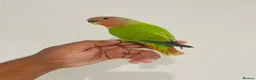Lovebirds birds for sale: Hand reared lovebirds for sale  - Advert 21