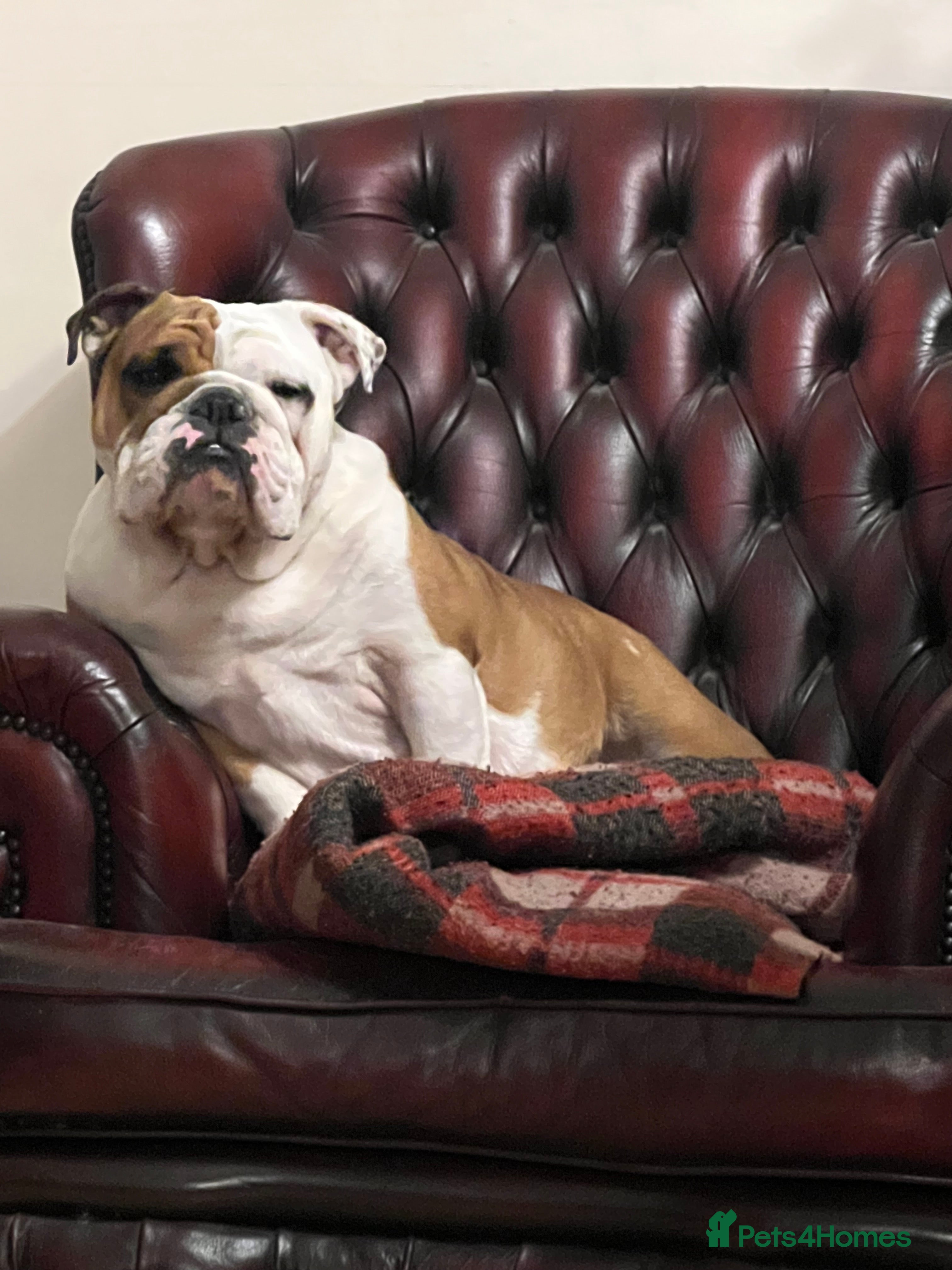 English Bulldog dogs English bulldogs - Advert 1