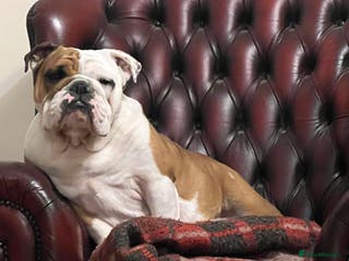 English Bulldog dogs English bulldogs - Advert 1