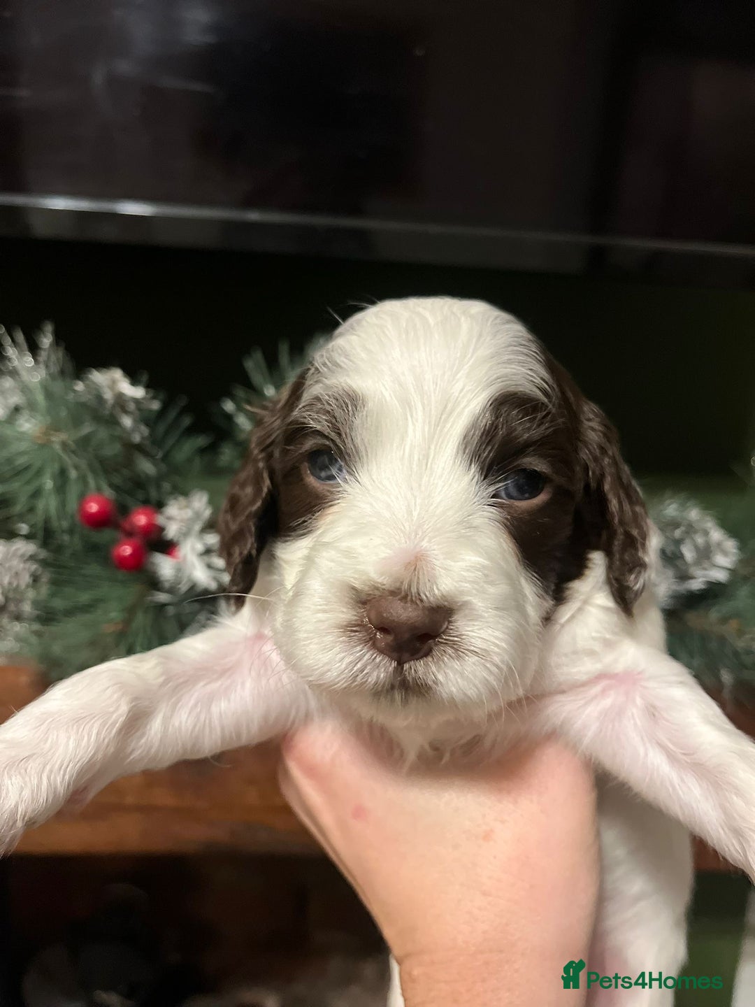 Sprocker dogs for sale: The Best of Both Worlds: Laid-Back & Brainy  - Advert 23