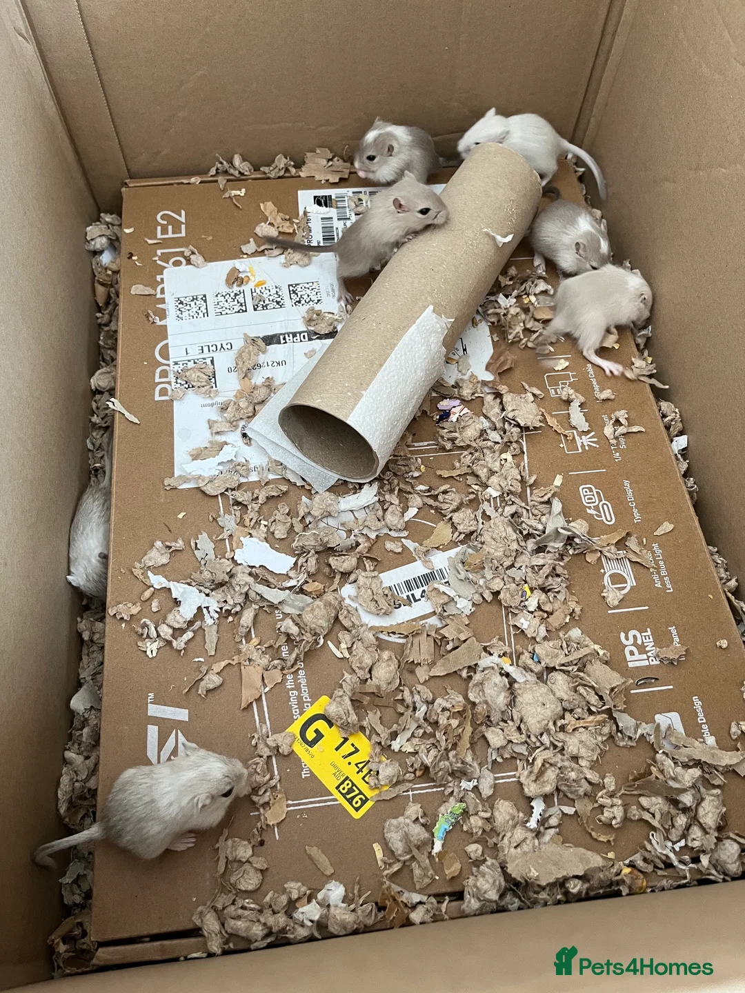 Gerbil rodents for sale: Lovely friendly baby gerbils - lots of colours! - Advert 2