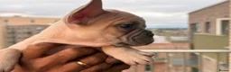 French Bulldog dogs for sale: ‼️FinalPriceDrop‼️Beautiful FrenchBulldog Puppies  - Advert 12