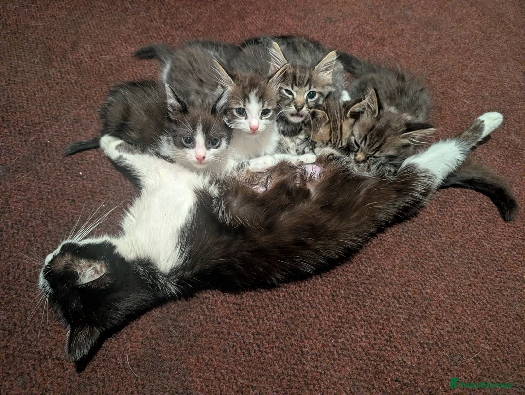 Mixed Breed cats for sale: Kittens looking for forever homes - Advert 1