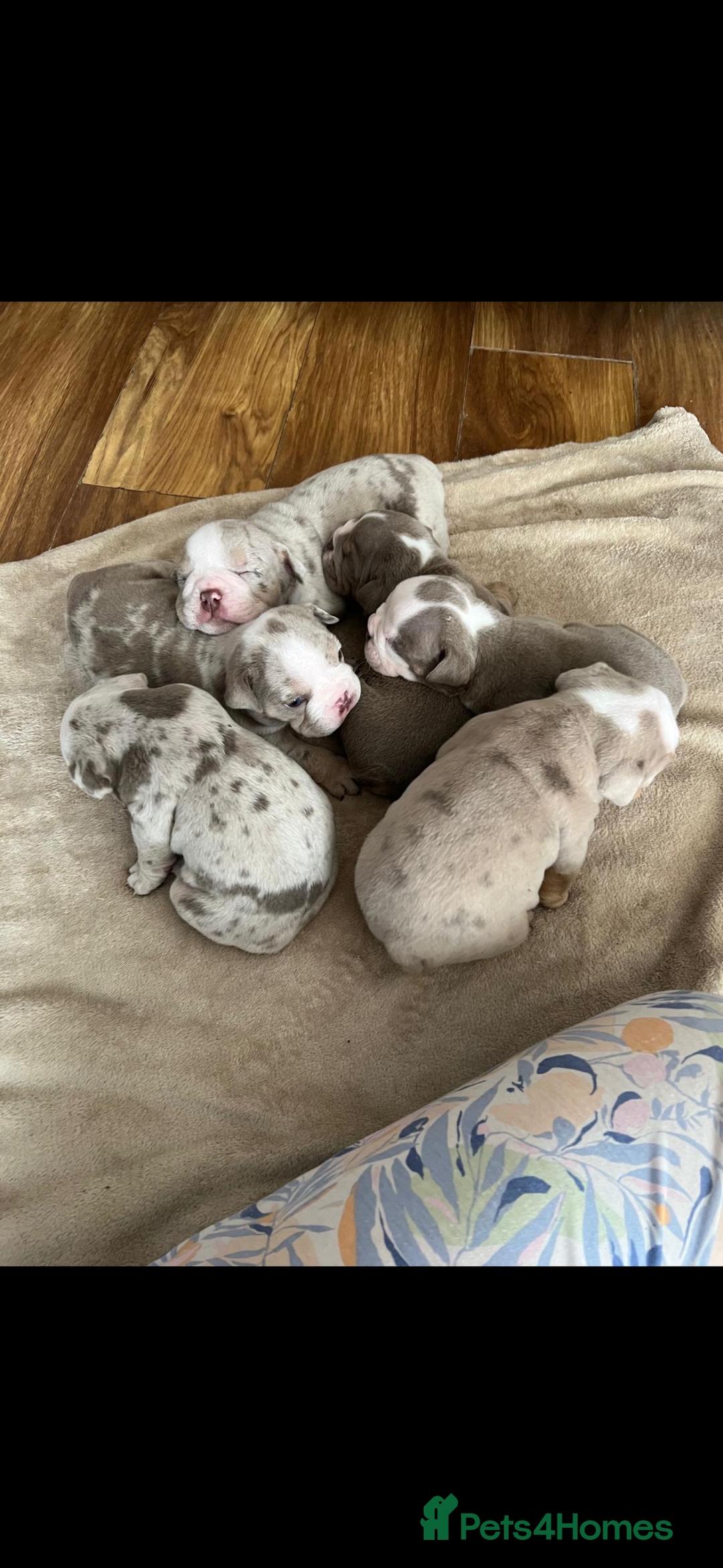 English Bulldog dogs for sale: Tiny Paws, Big Hearts – English Bulldog Puppies - Advert 2