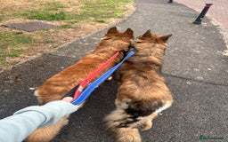 German Shepherd dogs for sale: Beautiful brothers  - Image 4