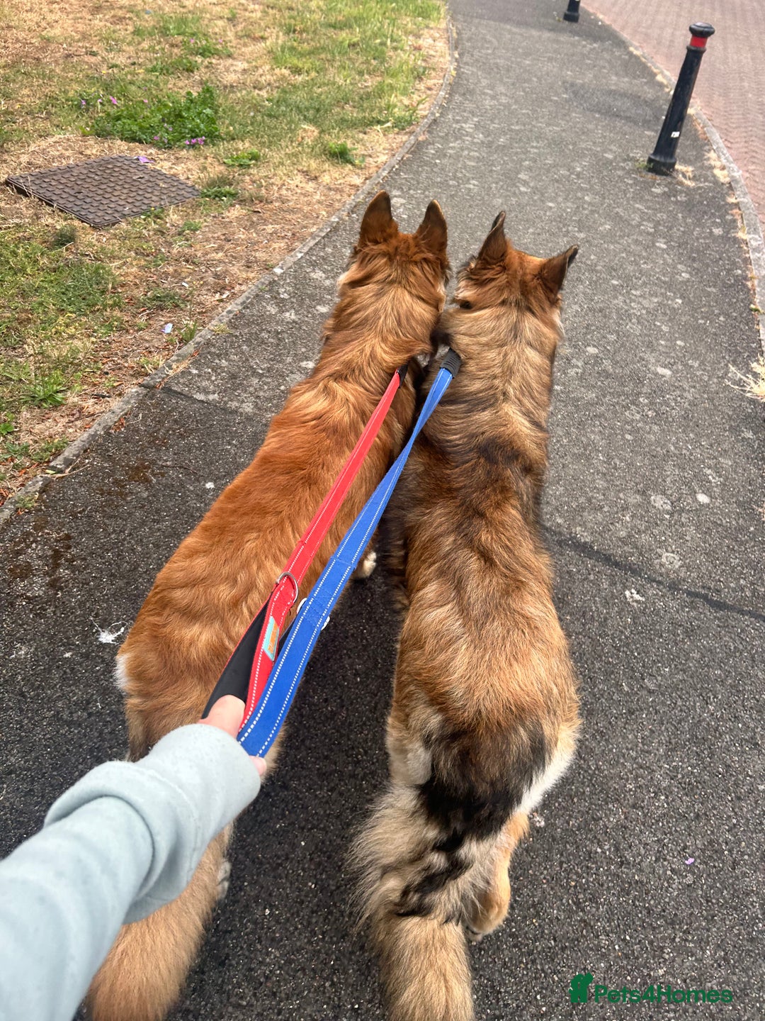 German Shepherd dogs for sale: Beautiful brothers  - Image 4