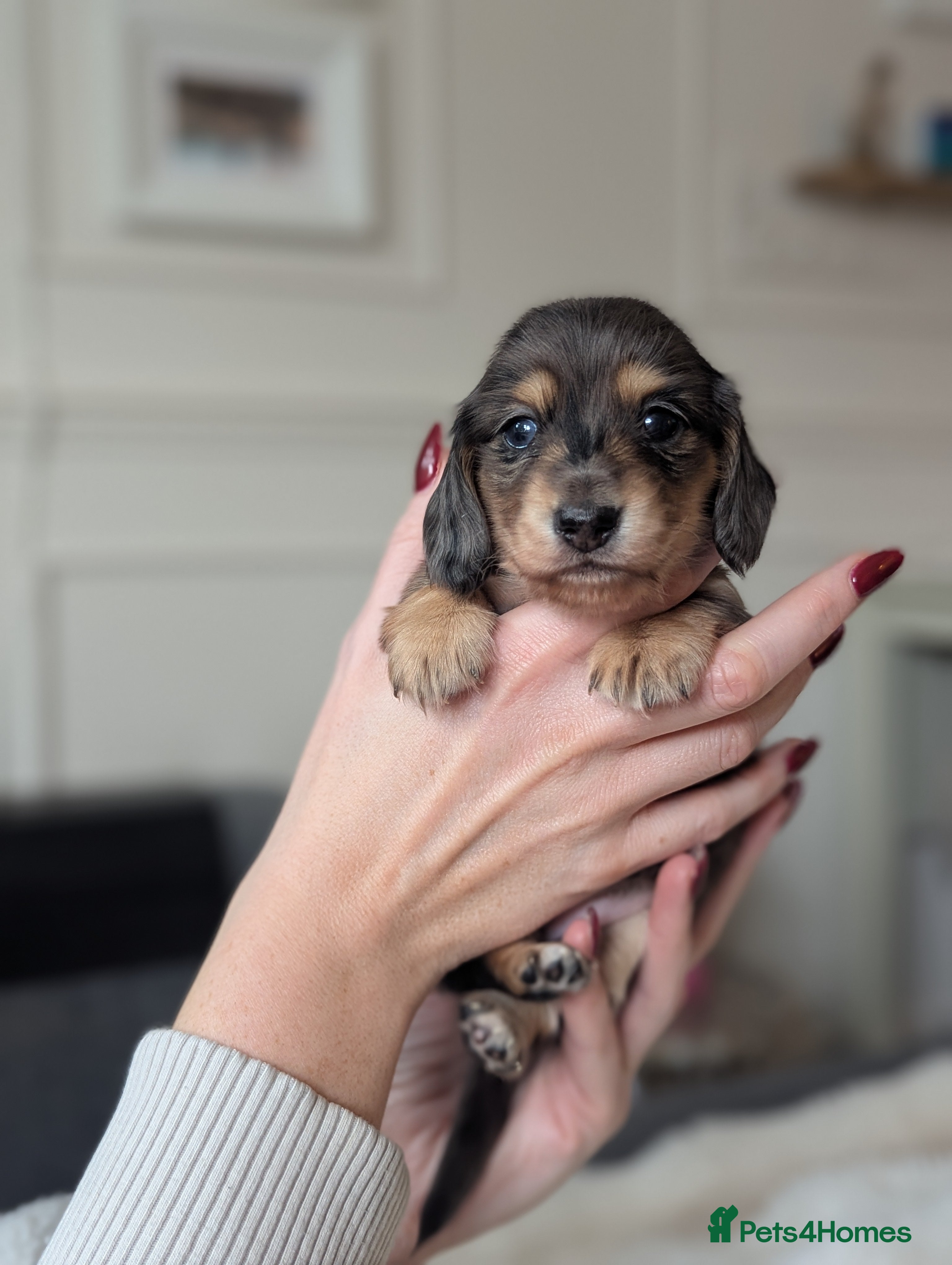 Miniature Dachshund dogs 🏅 KC Long Haired Black/Cream dapples - Advert 18