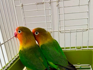 Lovebirds birds - Advert 4
