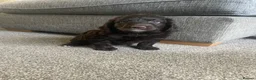 Labradoodle dogs for sale: ⭐️ F1b Miniature Labradoodles⭐️ - Advert 8