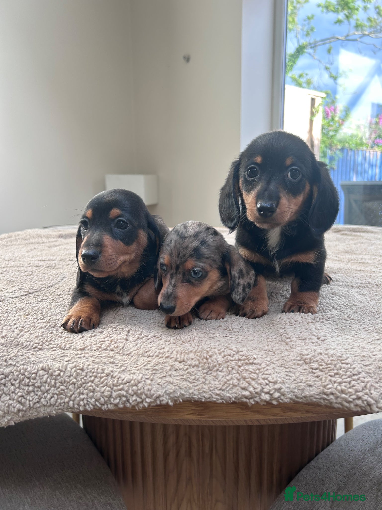 Miniature Dachshund dogs for sale: *** 3 beautiful mini dachshunds ** - Advert 1