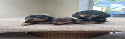 Miniature Dachshund dogs for sale: *** 3 beautiful mini dachshunds ** - Advert 1