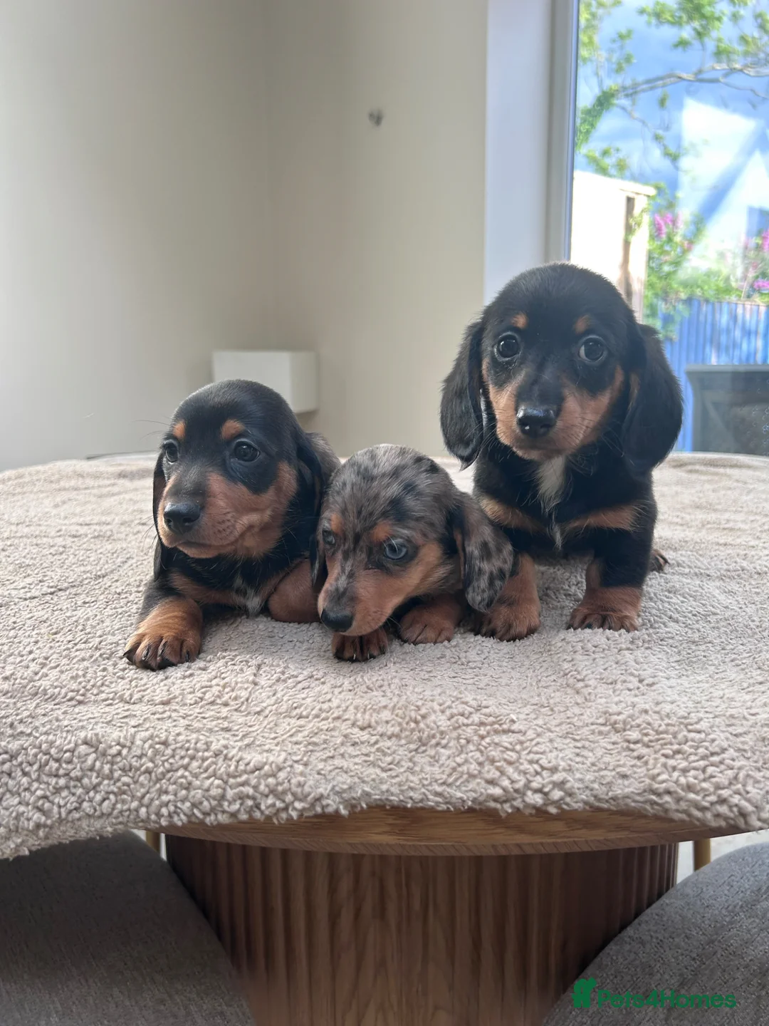 Miniature Dachshund dogs for sale: *** 3 beautiful mini dachshunds ** - Advert 1