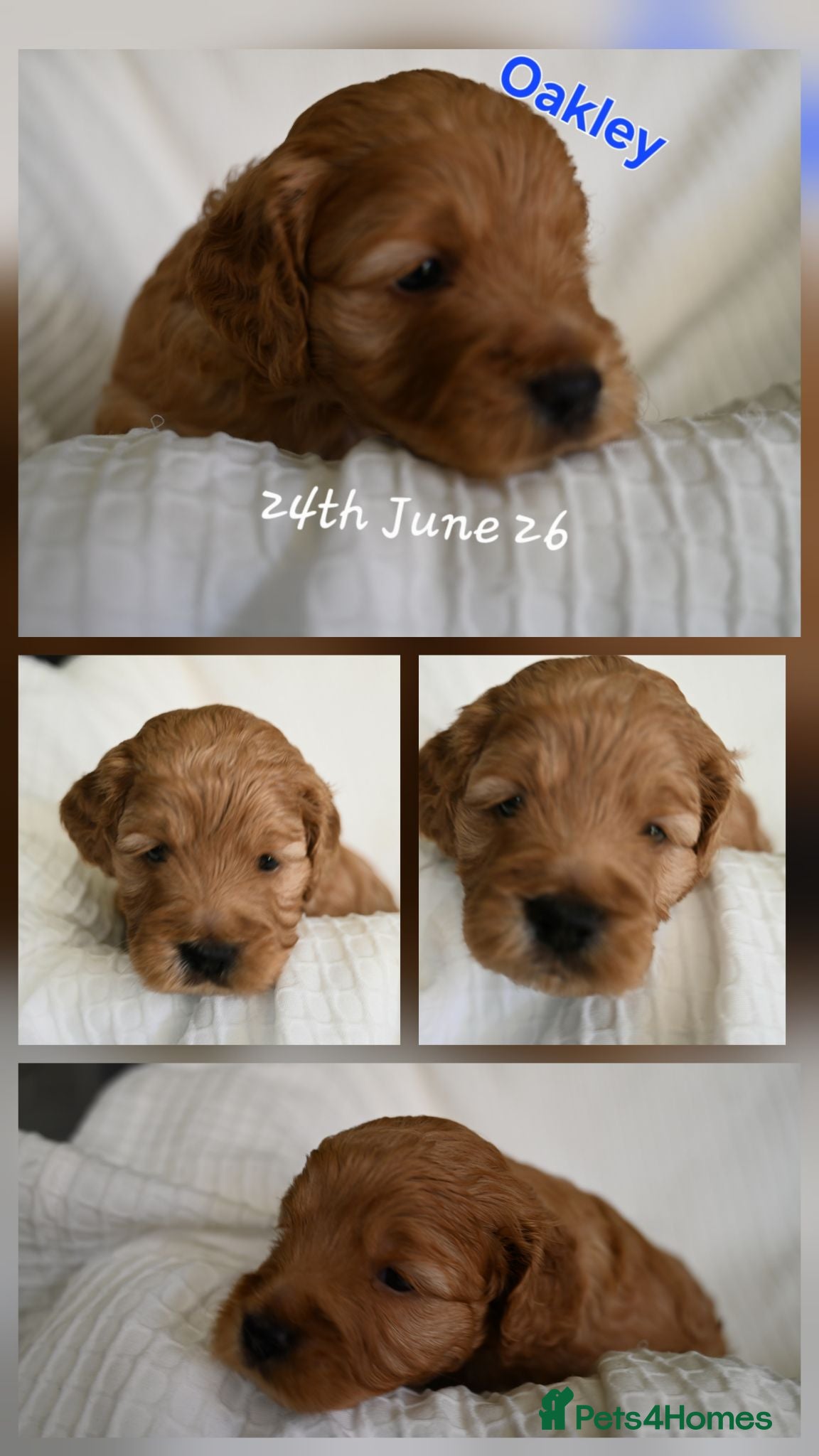 Cockapoo dogs 🐾F2 Cockapoos Puppies Wiltshire💗💗💗💙💙 - Advert 2