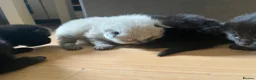 Ragdoll cats for sale: 2 beautiful ragdolls ready for their forever home - Advert 30
