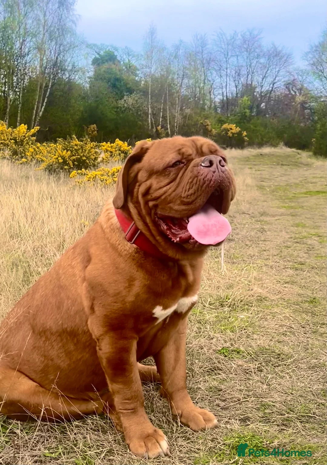 Dogue De Bordeaux dogs for sale: Female dogue de bourdeax - Advert 1