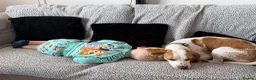 Beagle dogs for sale: Teddy beautiful beagle boy - Advert 2