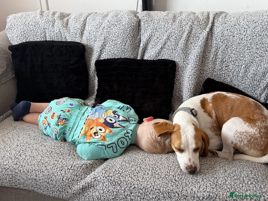 Beagle dogs for sale: Teddy beautiful beagle boy - Advert 2