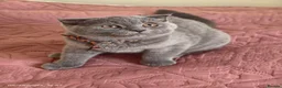Scottish Fold cats for sale: 2 Lovely Scotish Fold Male Kittens  - Advert 4