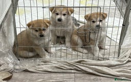 Shepsky dogs for sale: Shepsky pups  - Image 4