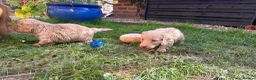 Miniature Dachshund dogs for sale: Beautiful Cream Long Haired Miniature Dachshunds - Advert 5