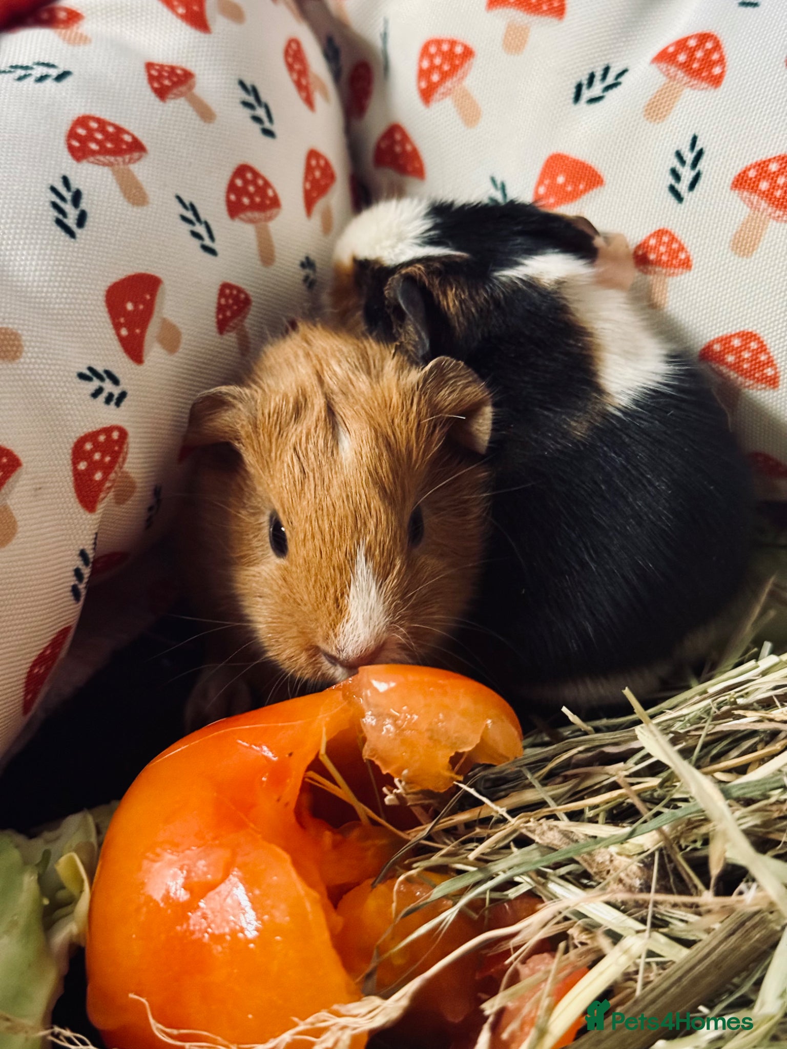 Guinea Pig rodents Female and Male Guinea Pig - Bonded Pair - Advert 1