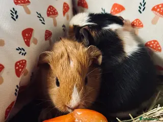 Guinea Pig rodents Female and Male Guinea Pig - Bonded Pair - Advert 17